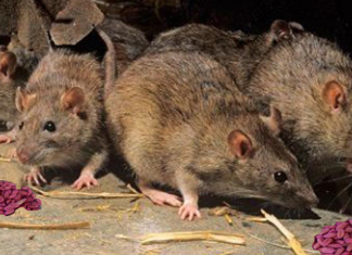 «Ратобор» — истребитель крыс и мышей