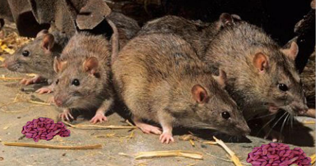«Ратобор» — истребитель крыс и мышей