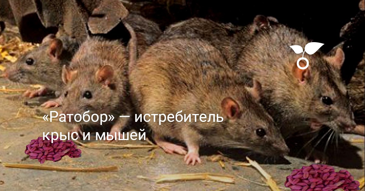 «Ратобор» — истребитель крыс и мышей — Ботаничка