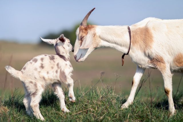 Беременность и роды козы — как ухаживать за козой и козлятами?