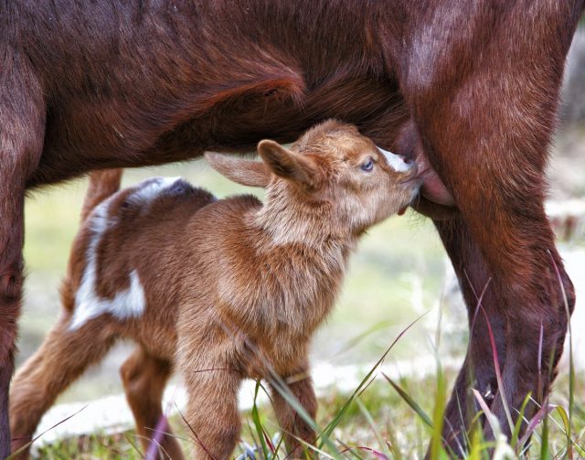 Две недели жизни козлята пьют только материнское молоко