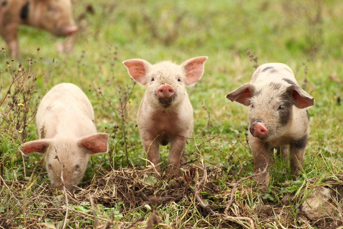 Для чего нужны свиньи. Календарь перекидной "удивительные свинки" на 2019 год. Поросята купить.