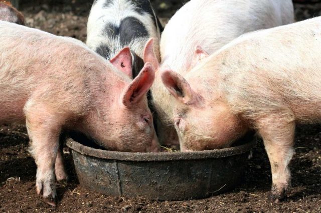 Вологі корми - найсприятливіша їжа для травлення свиней, тому що для перетравлення їжі потрібно багато води