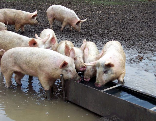При годівлі сухими кормами доступ до води у свиней має бути обов'язковим, вільним та постійним.