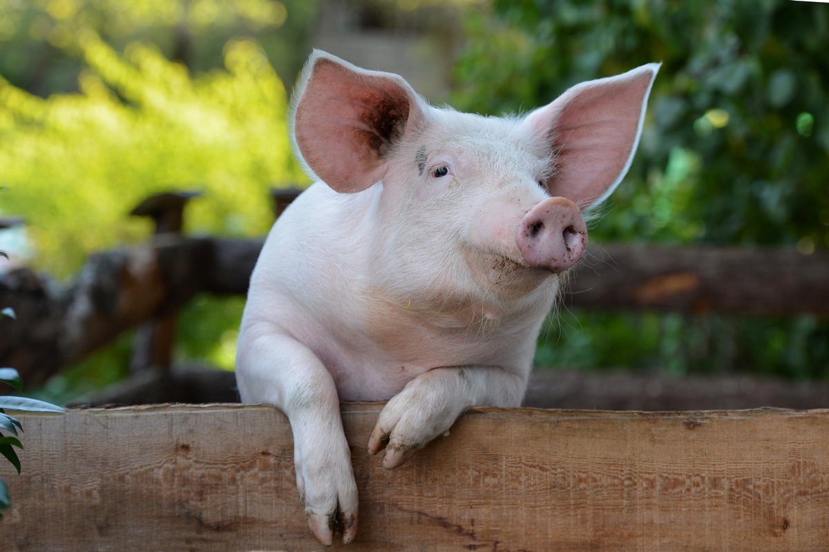 Как и чем кормить свиней? Виды кормов, режим питания, фото — Ботаничка