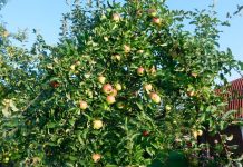 Карликовые яблони в моём саду — сорта и особенности выращивания