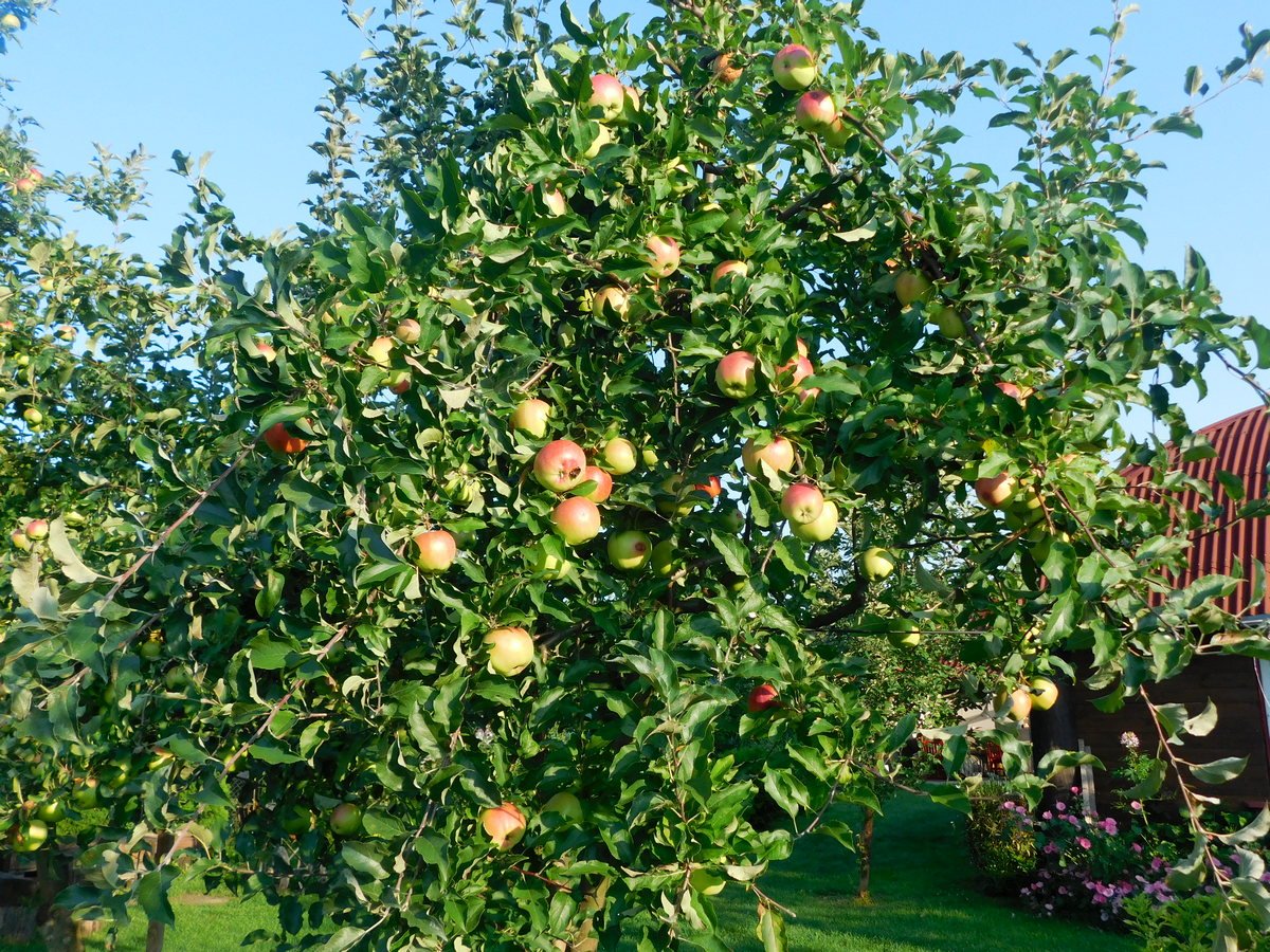 Карликовые яблони в моём саду — сорта и особенности выращивания. Фото —  Ботаничка