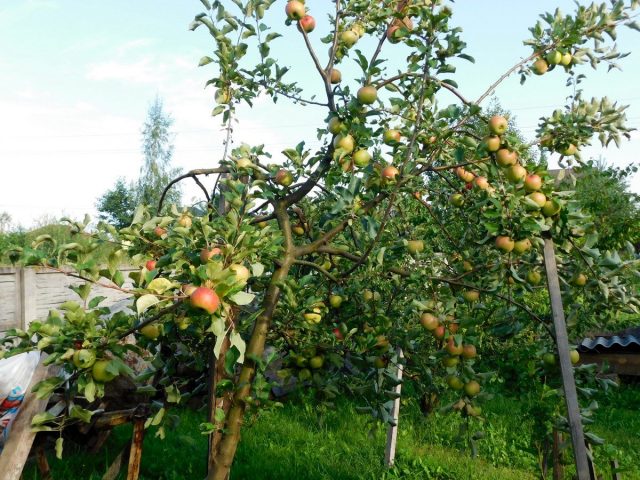 Специалисты советуют во время созревания яблок ставить под ветки подпорки или устраивать шпалеры