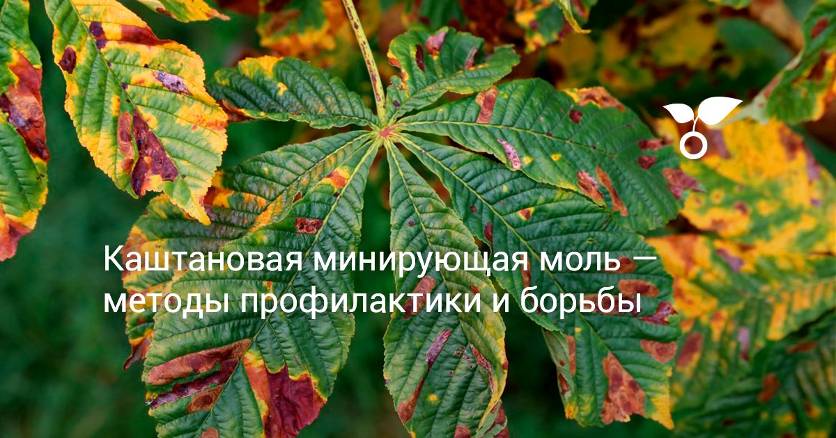 Каштановая минирующая моль — методы профилактики и борьбы. Охридский ...