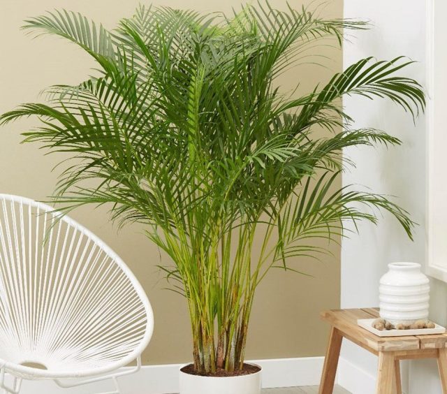 Зимой нужно особенно тщательно следить за чистотой листьев комнатной пальмы