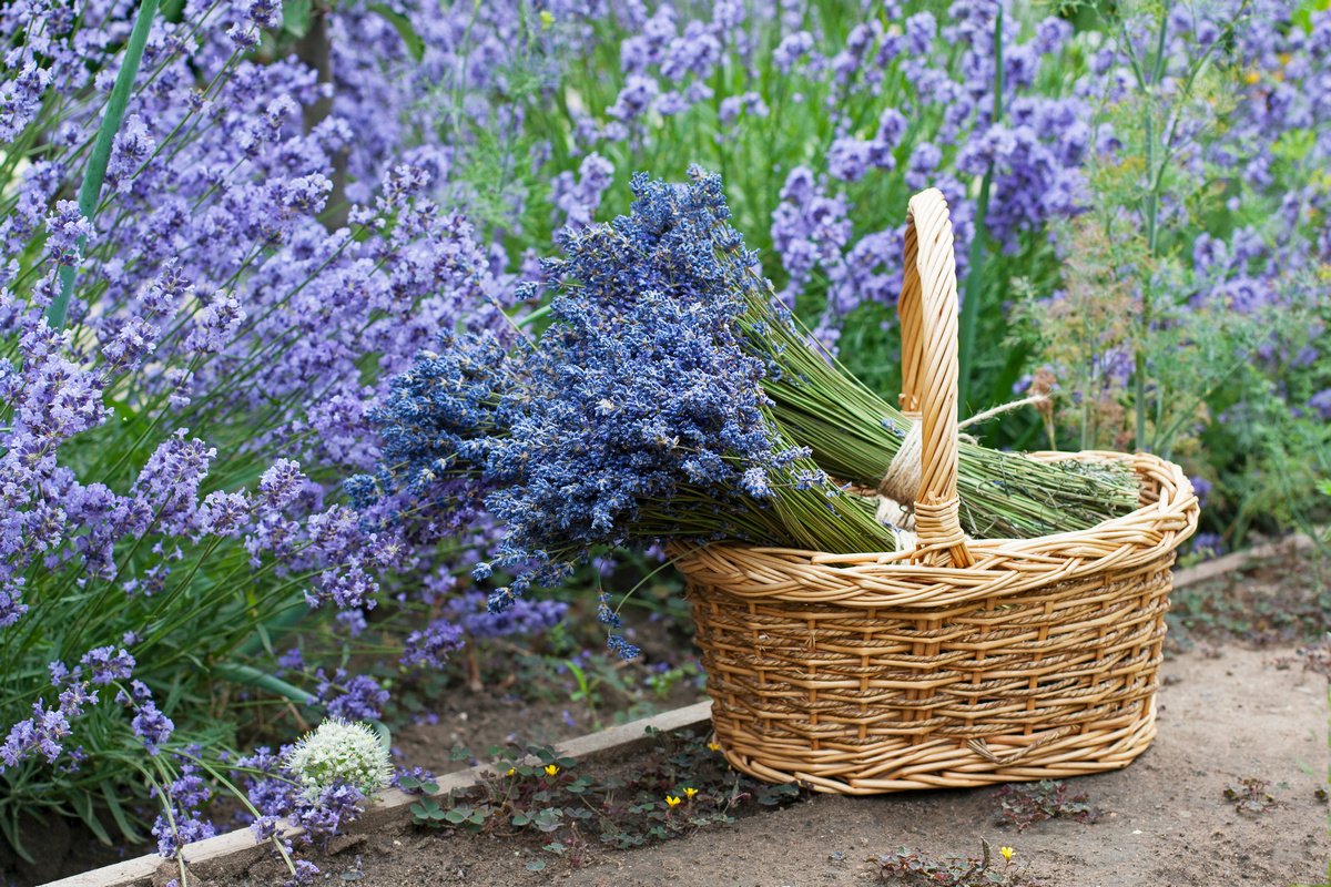 Лаванда осенью — уход и размножение. Обрезка и укрытие на зиму. Фото —  Ботаничка