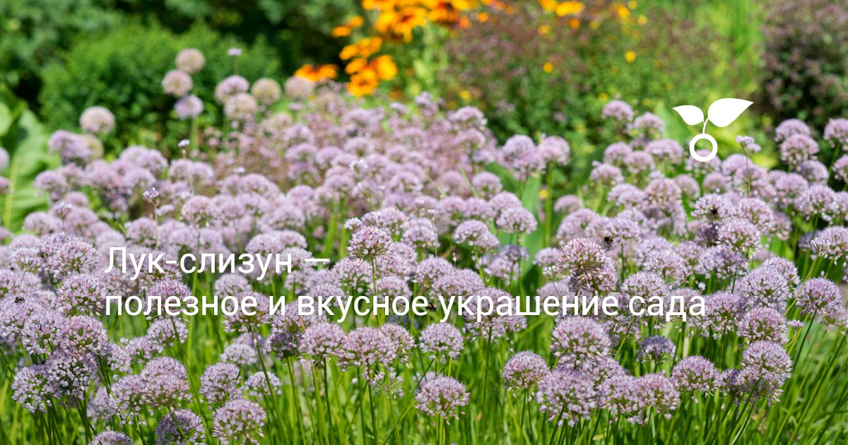 Лук-слизун — полезное и вкусное украшение сада. Использование в кулинарии ина цветниках, уход. Фото — Ботаничка