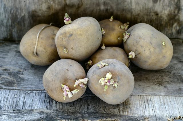 Прорастая, картофель накапливает токсичные вещества хаконин и соланин