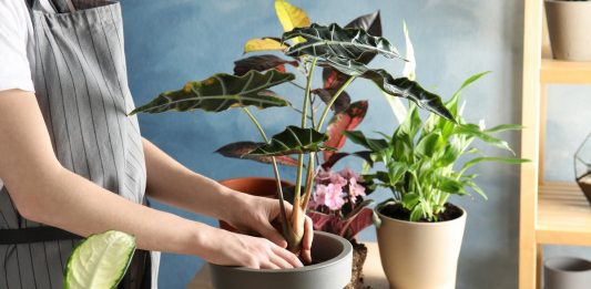 Можно ли пересаживать комнатные растения осенью?