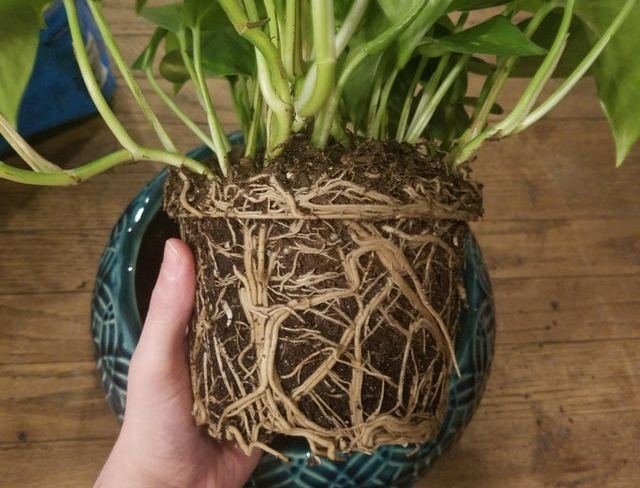 Если корневой ком очень плотный, корни комнатного растения при осенней пересадке нужно распутать