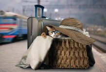 Важные правила транспортировки домашних животных — личный опыт
