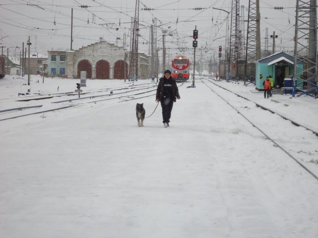 Гуляю с собакой во время остановки поезда