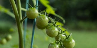 Зеленые черри — бесполезная экзотика или вкуснейшие томаты?