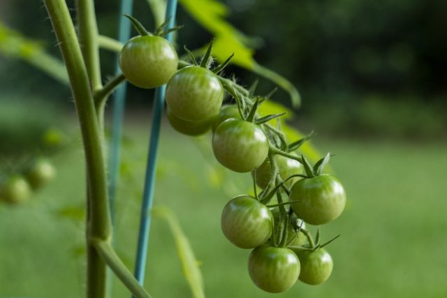 Зеленые черри — бесполезная экзотика или вкуснейшие томаты?