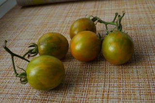 Томаты черри «Оранжево-зеленая Зебра» (Solanum lycopersicum var. Cerasiforme ‘Orange & Green Zebra’)