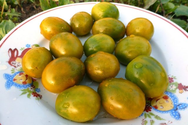 Томаты черри «Зелёная Жемчужина» (Solanum lycopersicum var. Cerasiforme ‘Green Pearl’)