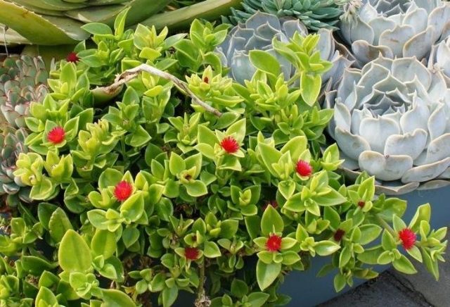 Мезембирантемум сердцелистный (Mesembryanthemum cordifolium)