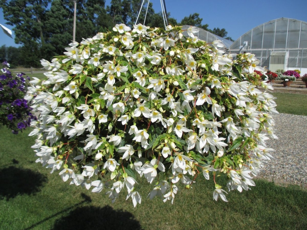Begonia-Beauvilia-White-1