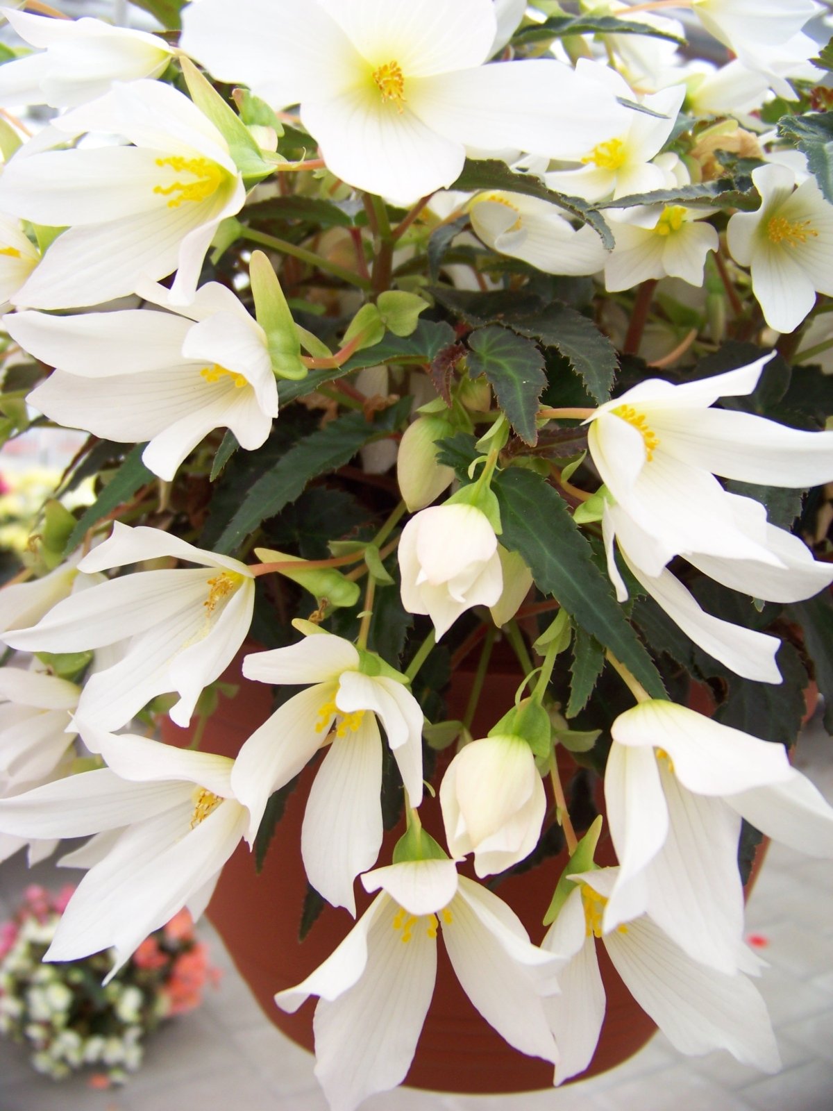 Begonia-Beauvilia-White-3