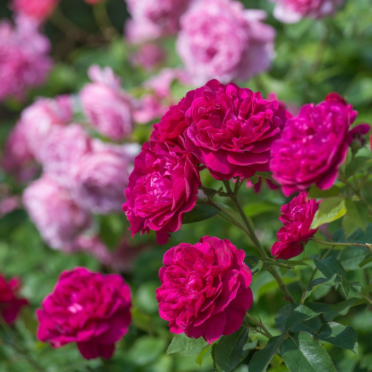 Rosa-Darcey-Bussell-3