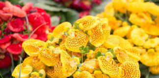 Как наслаждаться цветением кальцеолярии каждый год?