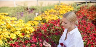 Лучшие садовые цветы от агрохолдинга «Поиск»