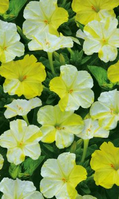 Мирабилис «Фантазер» бело-жёлтой окраски