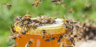 Практический опыт пчеловода — от покупки пчёл до первого мёда