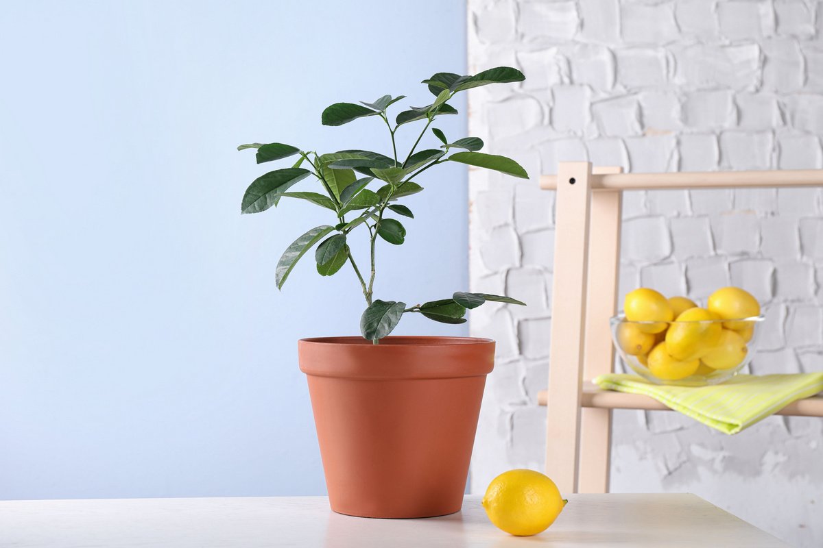 Как выращивать комнатный лимон, правила ухода – Агро-Маркет24