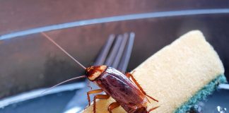 Тараканы — как избавиться от непрошеных гостей?
