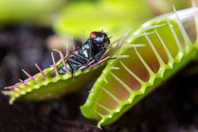 Питаются венерины мухоловки муравьями, жуками, пауками, кузнечиками и летающими насекомыми