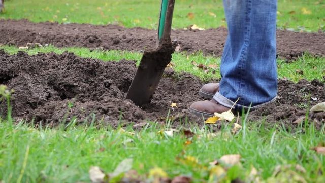 При использовании ЭМ-технологий нельзя глубоко (25-30 см, штык лопаты) перекапывать почву с оборотом пласта