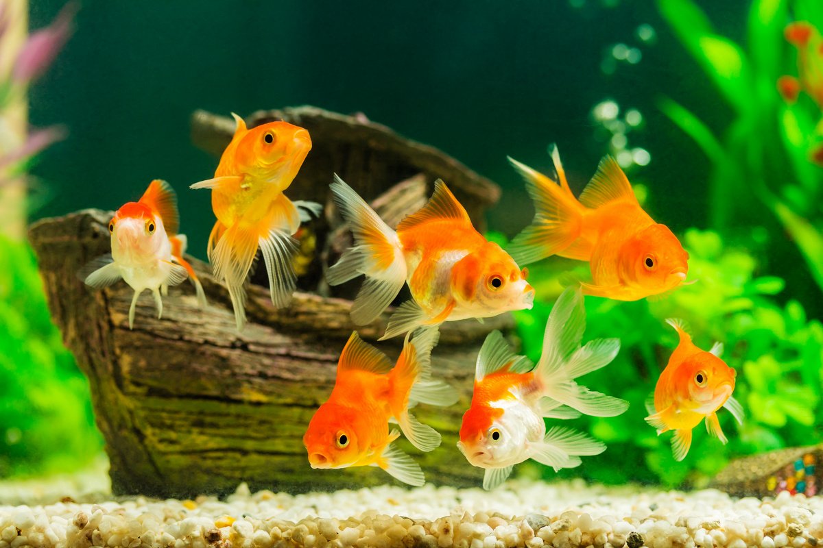 10 полезных советов для начинающих аквариумистов