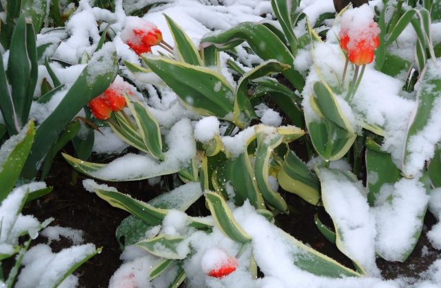 Когда цветут тюльпаны, в Хабаровском крае часто бывают и заморозки, и снег