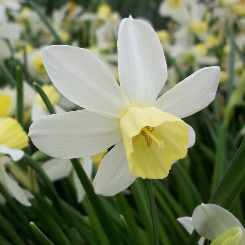 Narcissus-Sailboat-1