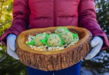 Чем можно и нельзя кормить птиц зимой?