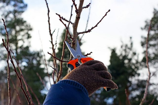 В регионах с оттепелями в январе можно заниматься некоторыми трудоёмкими садовыми делами, например, обрезать деревья и кустарники