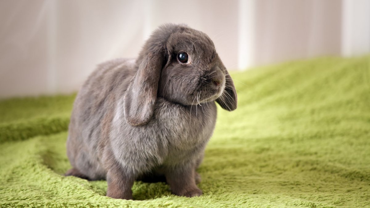 Декоративные карликовые кролики: чем кормить декоративного кролика