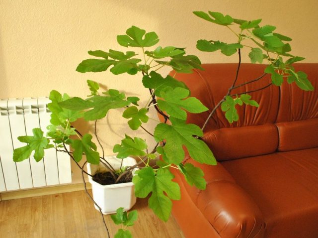 Инжир, винная ягода, или Фикус карика (Ficus carica)