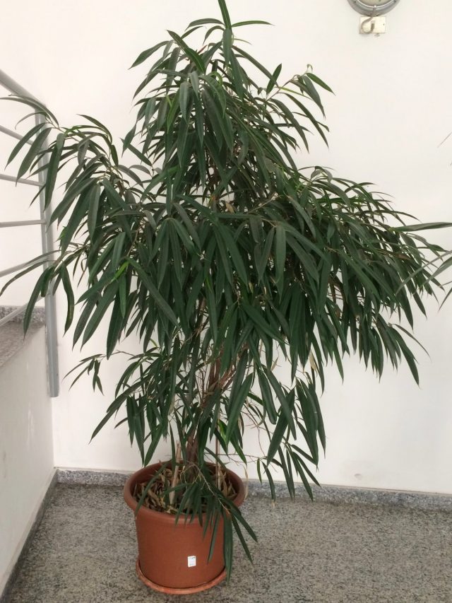 Фикус биннендийка, или Иволистный (Ficus binnendijkii)