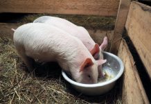 Как приготовить питательный и полезный корм для свиней?