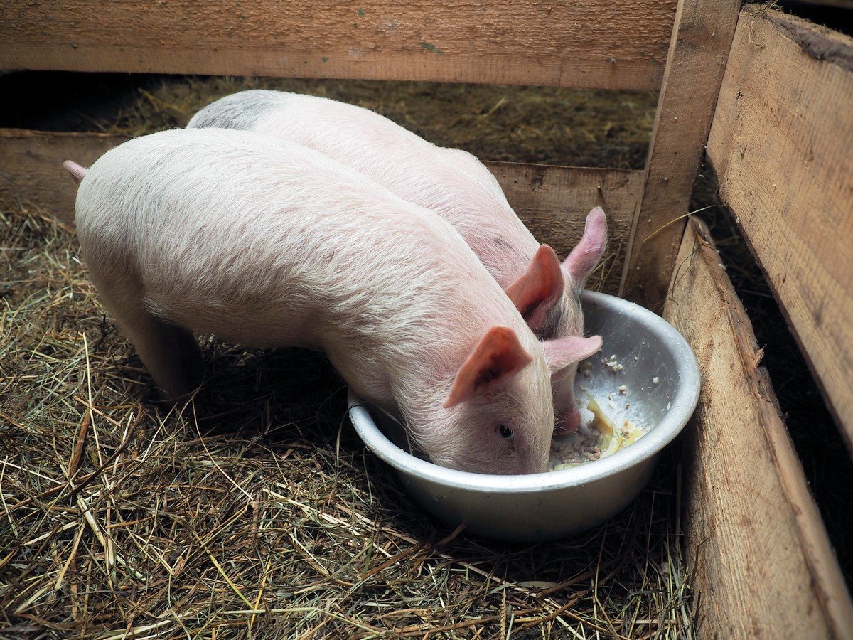 Принципы кормления свиней