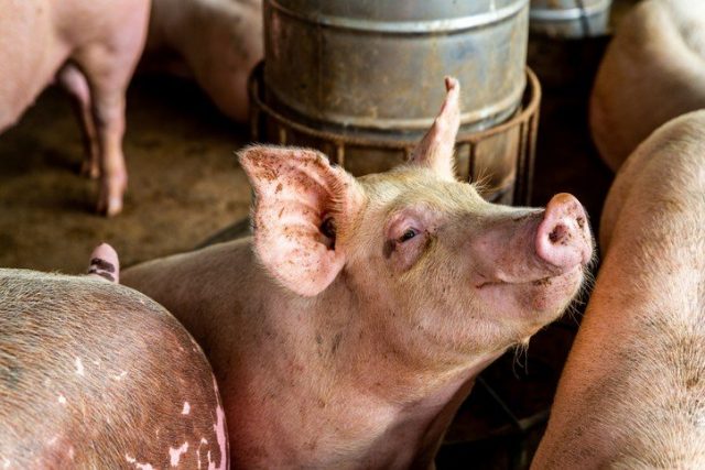 Хорошие корма свиньи едят с отменным аппетитом, наращивая вес и сохраняя здоровье
