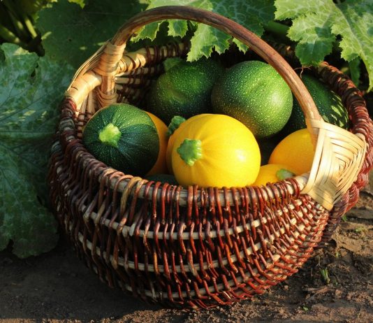 Круглые кабачки — вкуснейшая альтернатива традиционным