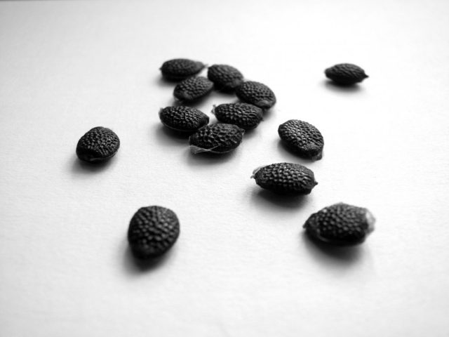 Вызревшие семена маракока — это чёрные, покрытые рифлённым узором «шайбочки» около 5 мм в диаметре